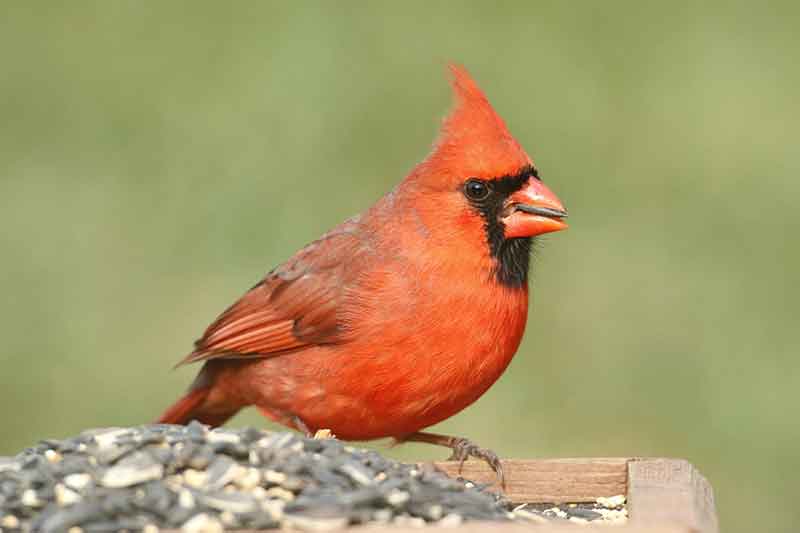 alimentar a los cardenales