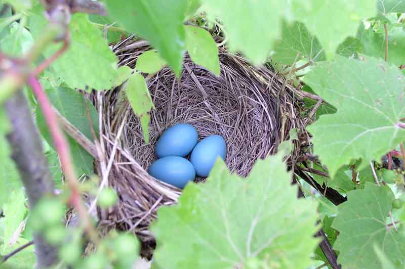 huevos en el nido