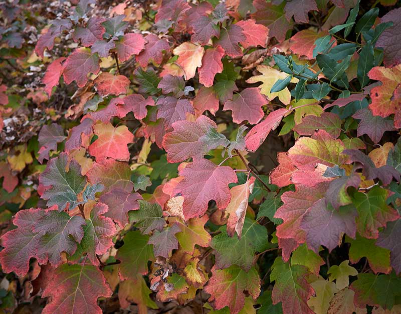 follaje de otoño-hortensias