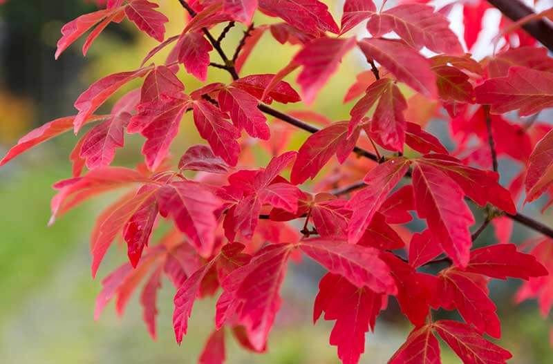 Agregar nuevas plantas con follaje colorido tiene un impacto inmediato en los jardines de otoño. 