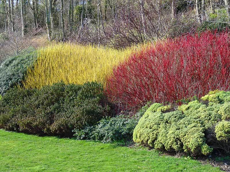 Plantar arbustos con cortezas coloridas en otoño mejora la visión invernal. 