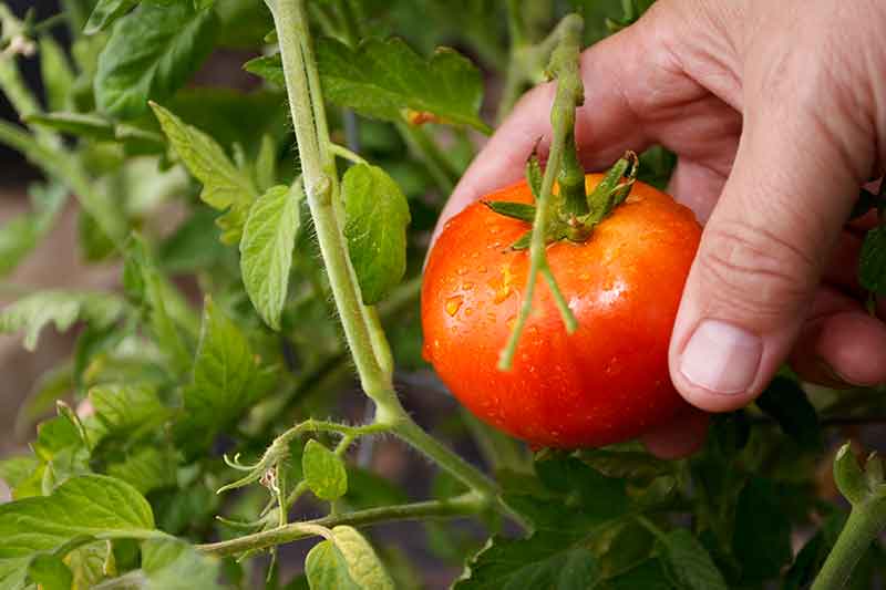recoger tomates
