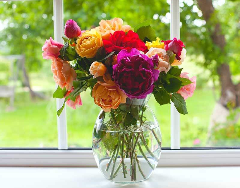 Las rosas de jardín brindan una belleza fácil en interiores y exteriores.