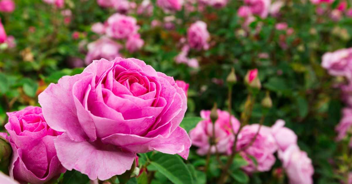 Encabezado y OG de hermosas rosas de jardín en crecimiento