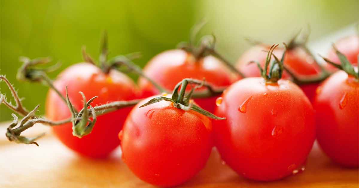 como cultivar tomates