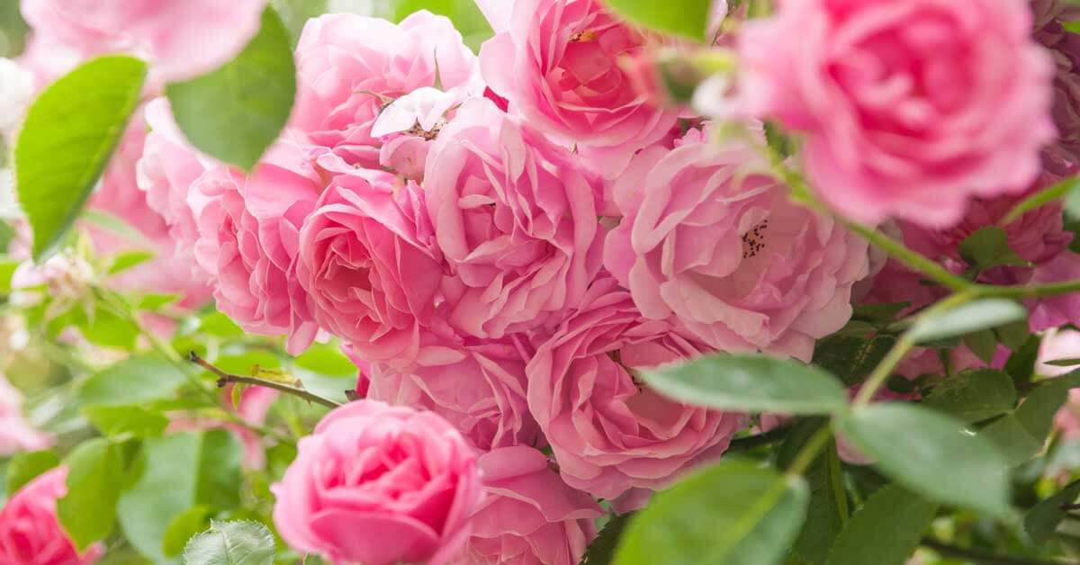 Protección de rosas contra pulgones y otras plagas comunes Encabezado y OG